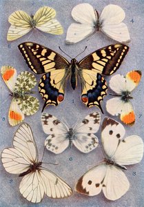 Ulike typer sommerfugler, illustrasjon fra boken Butterflies, Moths and Other Insects and Creatures of the Countryside, utgitt 1927